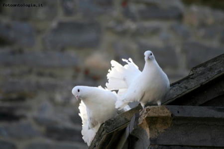 Corteggiamento