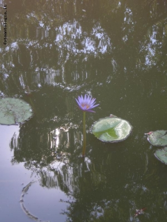 Ombrosit� e solitudine