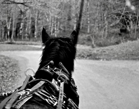 Il cavallo  un dono di Dio agli uomini