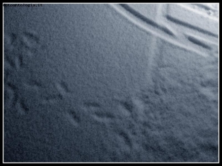 orme nella neve