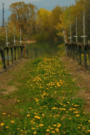 Filari