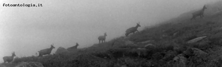 in marcia nella nebbia