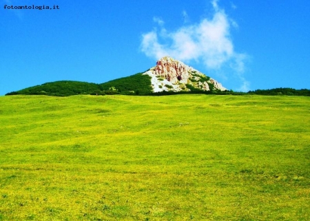 Grass