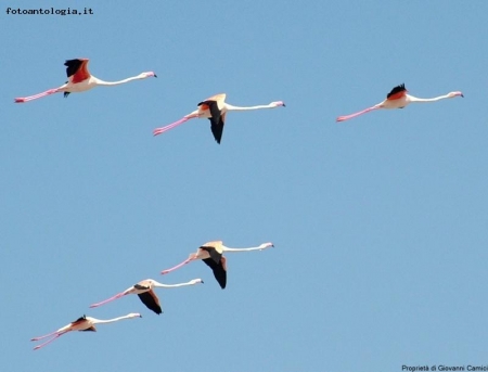 Parco della Camargue