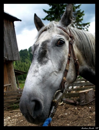 Cavallo curioso