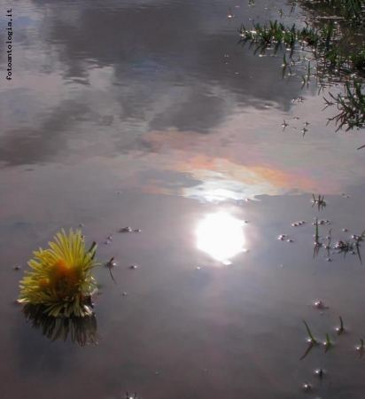 riflessi