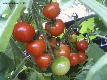 pomodori ciliegia