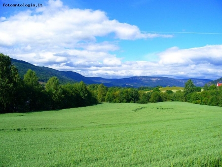 tappeto verde