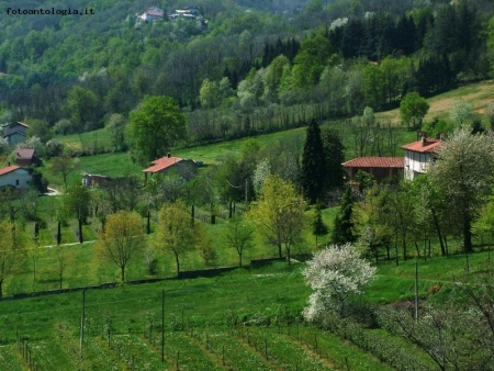 il nuovo verde