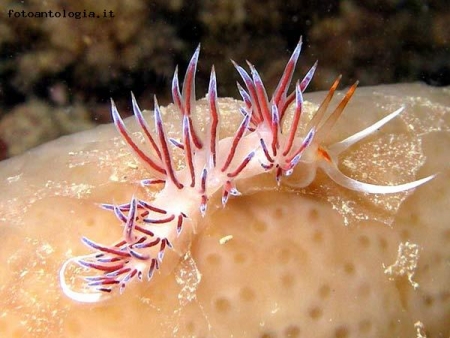 Nudibranco