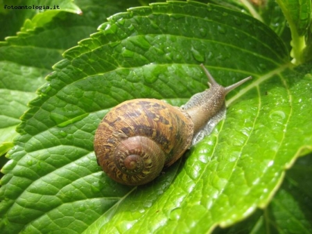 Fresca passeggiata