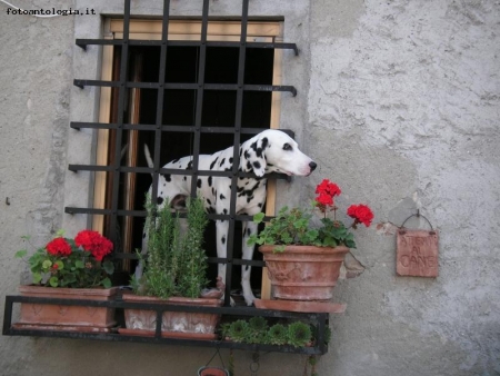 Attenti al cane !