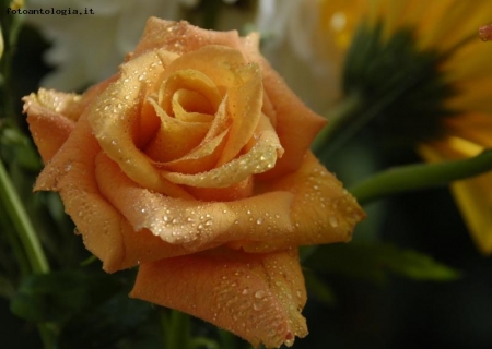 "Ti regaler� una rosa!"
