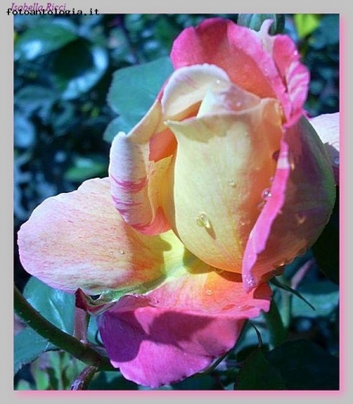 La bellezza di una rosa