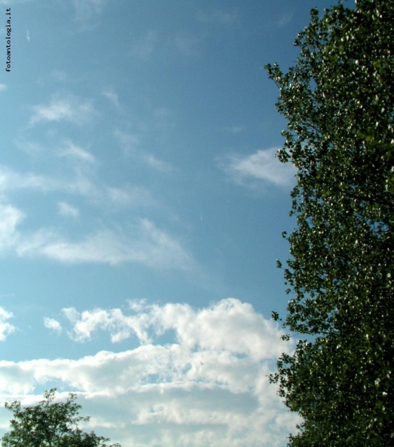 Nuvole con albero