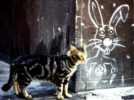 chat