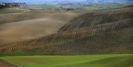 colline senesi.
