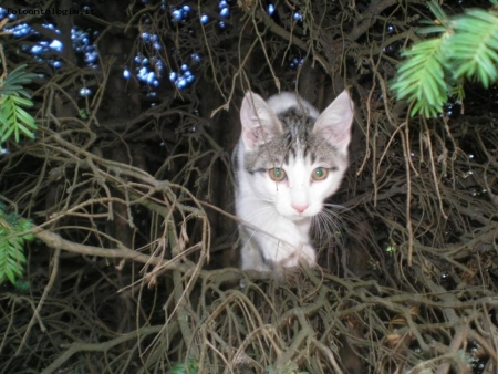 Sguardo felino