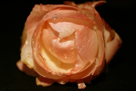 Rosa e gocce