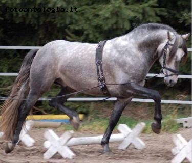 andaluso grigio