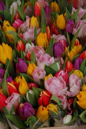 Colors Of Spring