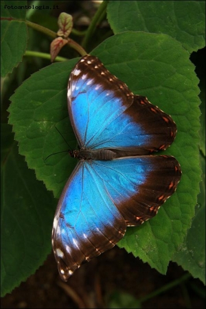 Ali BLU II