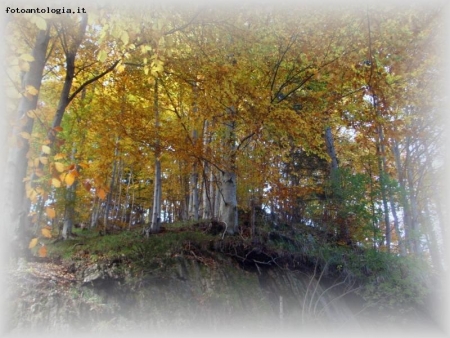 il bosco di faggio cambia colore