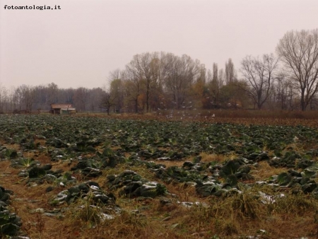 CAMPO DI VERZE