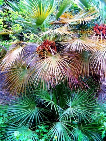 palme truccate a festa