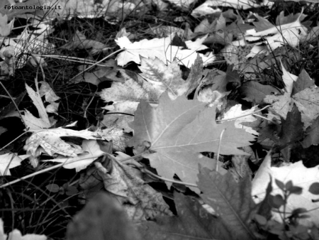 colori d'autunno