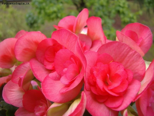 la begonia della mamma (particolare)