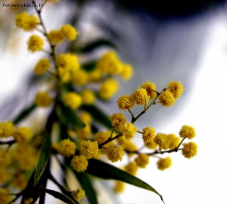 mimose