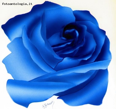 Rosa blu