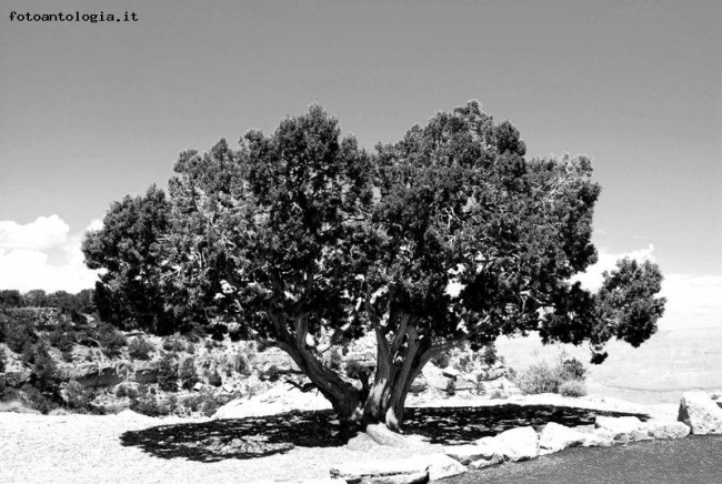 Albero nel Grand Canyon