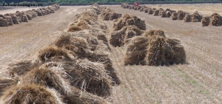 Covoni di grano