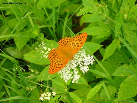 Farfalla arancio