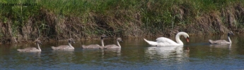 Prossima Foto: a spasso con mamma ....