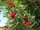 Foto Precedente: Erythrina crista-galli