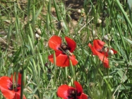 Prossima Foto: Papaveri e chiocciole.....