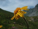 Foto Precedente: arnica montana