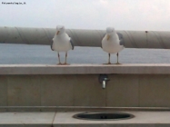 Prossima Foto: lavori in corso sul lungomare