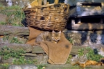 Foto Precedente: gatto sormione