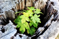 Prossima Foto: Natura
