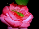 Prossima Foto: Flip !