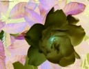 Prossima Foto: Luce interna
