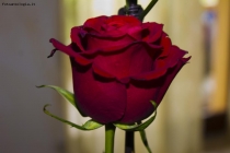 La rosa