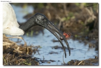 Prossima Foto: ibis