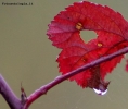 Prossima Foto: Foglia