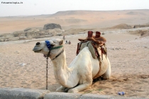 Foto Precedente: Un cammello nella Valle di Giza