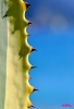 Foto Precedente: agave..
